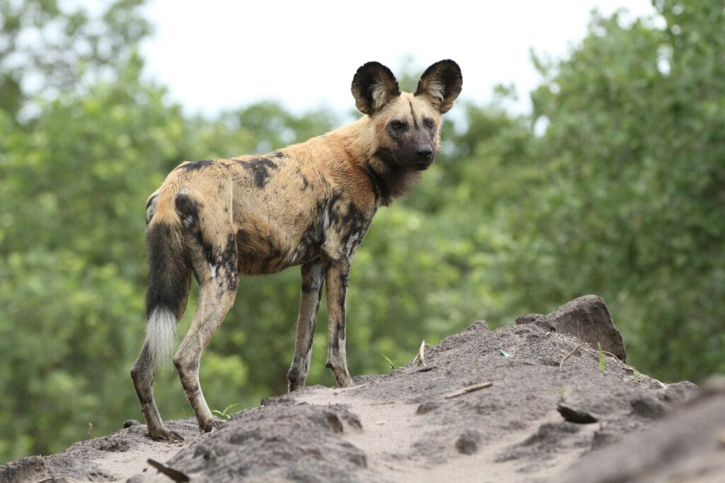 African wild dog